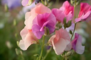 30 Flowers That Grow on a Vine: A Visual Guide to Spectacular Climbing ...