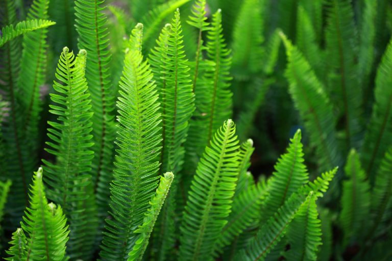 Sword Fern vs Boston Fern: Unveiling Key Differences - Foliage Friend ...