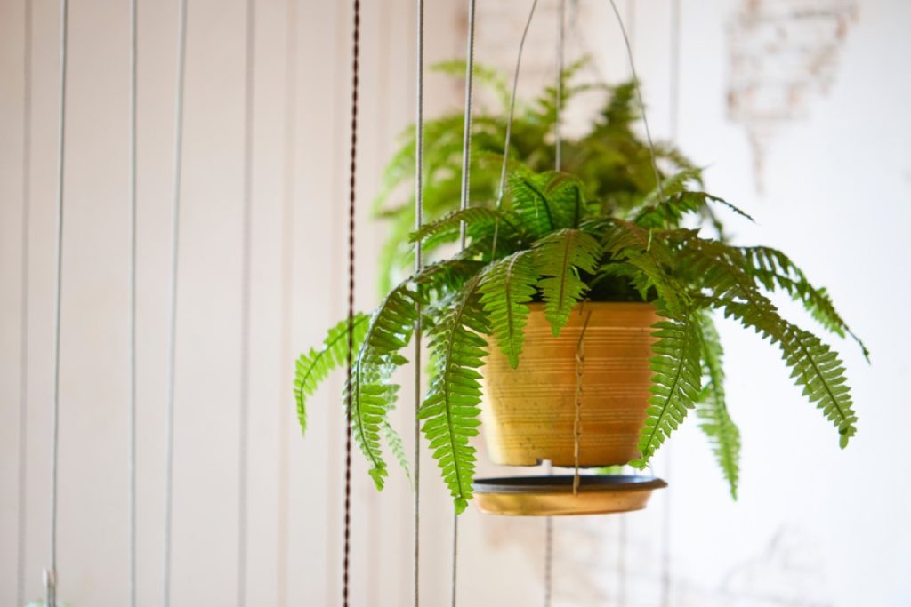 How to Divide and Repot Boston Fern: A Comprehensive Guide - Foliage ...