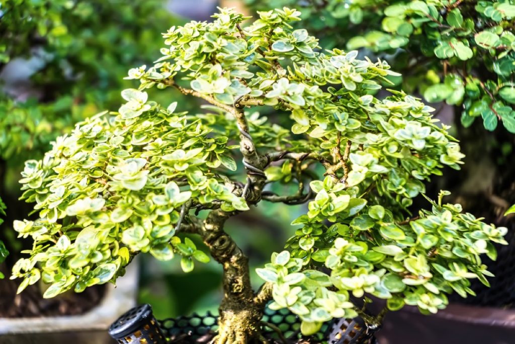 What Happens If You Don't Trim a Bonsai Growth Issues Explained