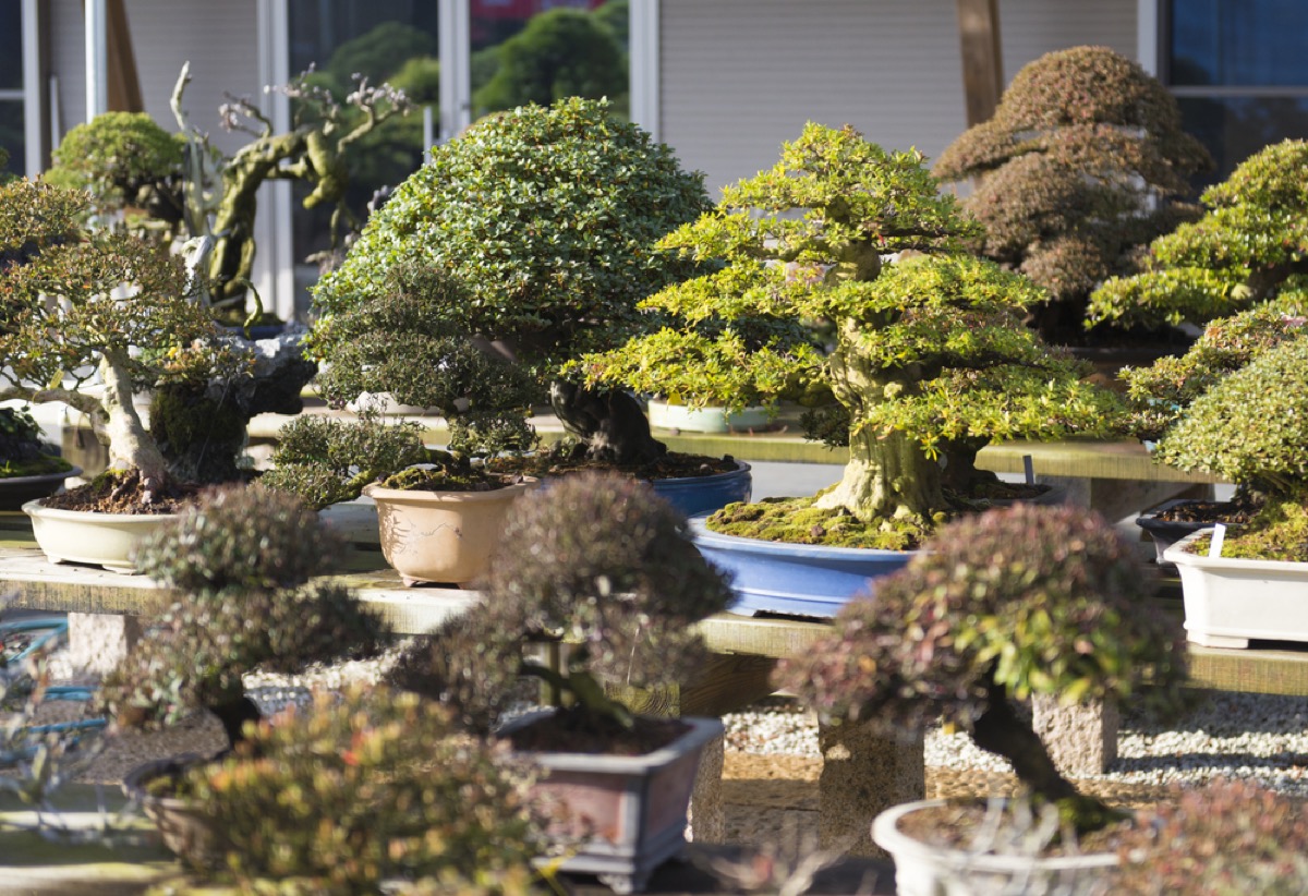 Where Can I Buy a Bonsai Tree in New York