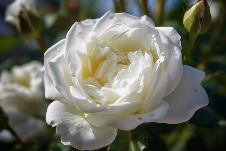 10 Flowers That Represent Chastity: Blooms Of Virginity - Foliage ...