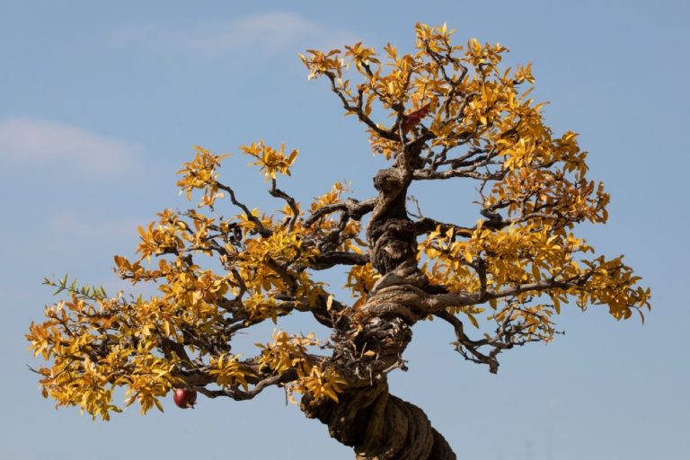 Why Is My Bonsai Tree Turning Yellow? Troubleshooting Guide Foliage