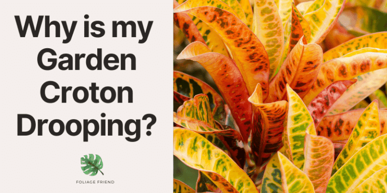 Why Is My Garden Croton Drooping? Understanding Causes and Solutions ...