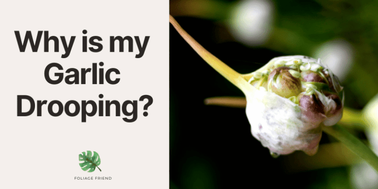 Drooping Garlic Why is My Garlic Drooping? Causes and Solutions Explored - Foliage ...