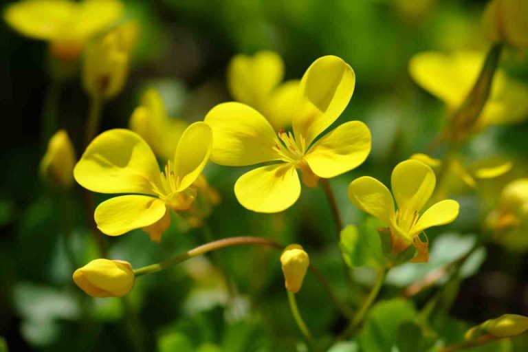32 Yellow Flowers That Grow in Grass: Your Guide to Vibrant Species in ...