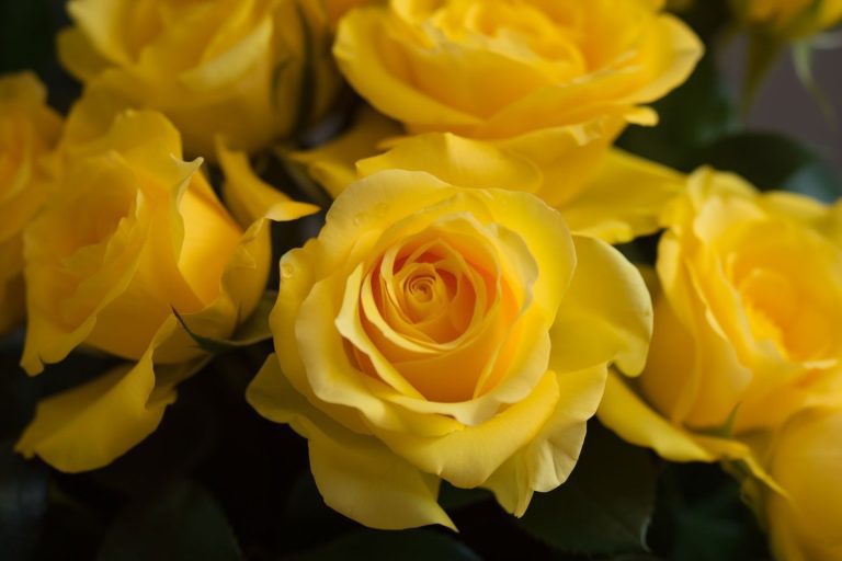 10 Flowers That Represent Congratulations: Celebrate With Blooms ...