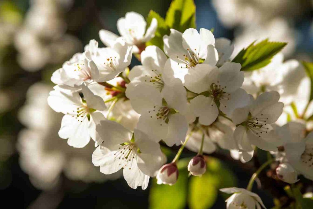 26 Flowers That Grow on Trees A Delightful Guide to TreeBlooming