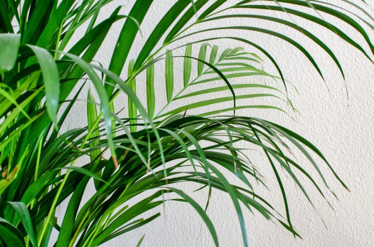Cat Palm vs Areca Palm Detailed Comparison for Plant Enthusiasts