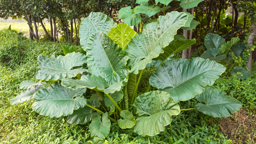 elephant ear growing in the wild