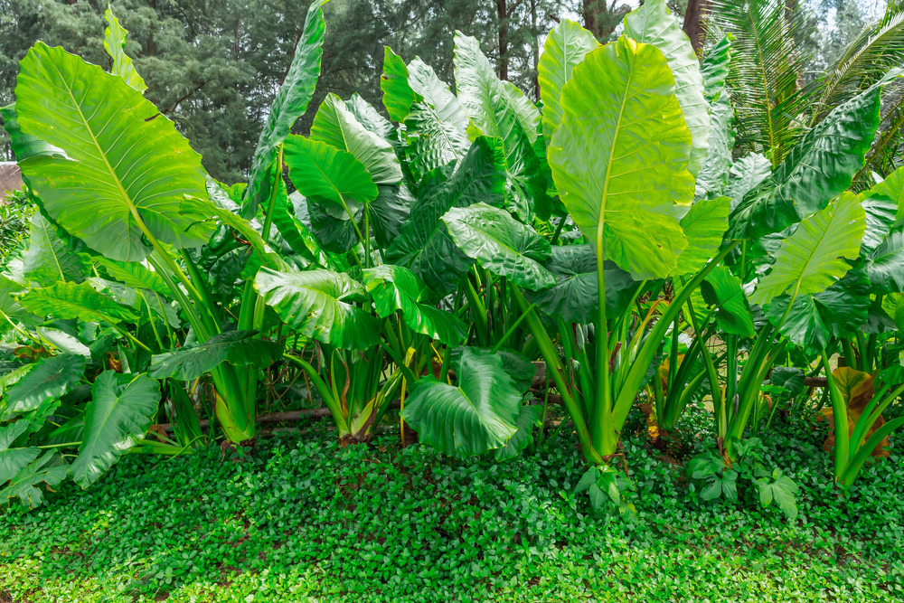 elephant ear growing outdoors