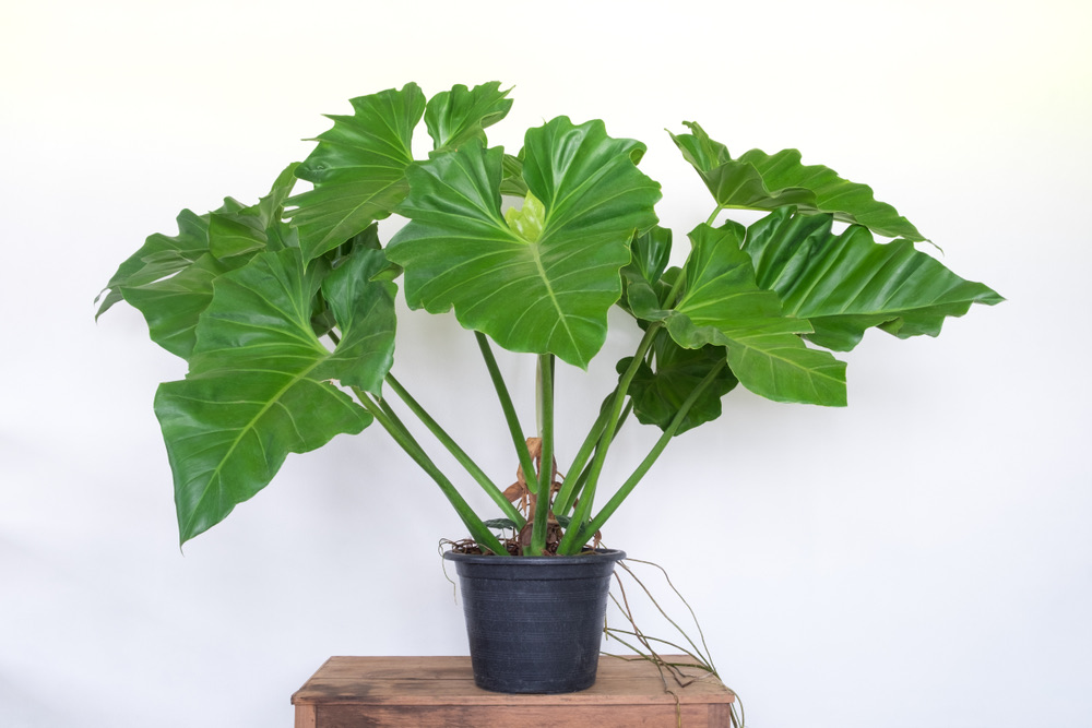 elephant ear in a plstic pot