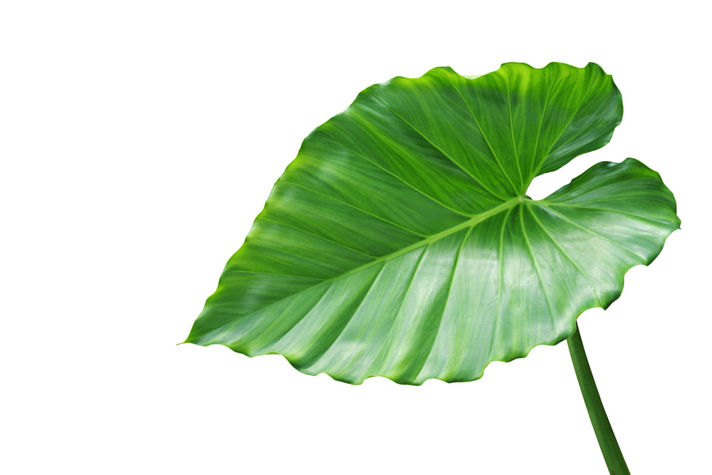 elephant ear leaf closeup