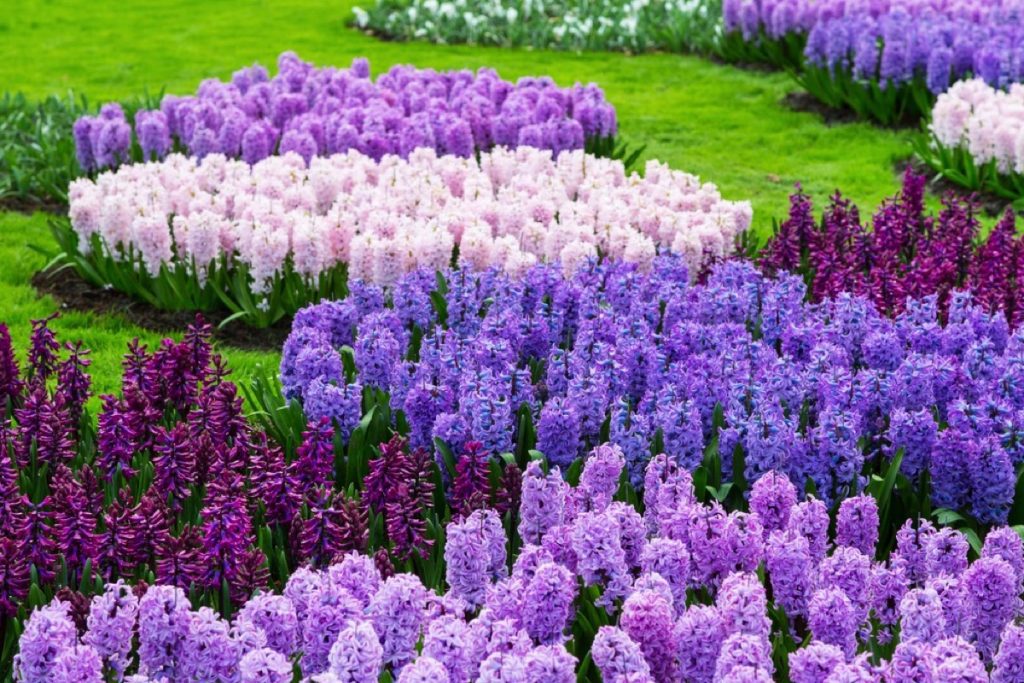 What to Do with Hyacinth Bulbs After Flowering Expert Tips Foliage