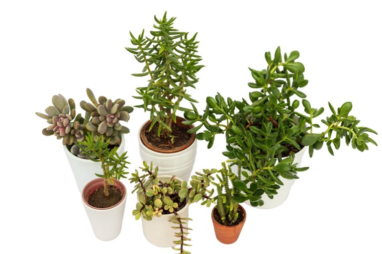 What Does a Jade Plant Look Like A Succulent's Visual Guide Foliage