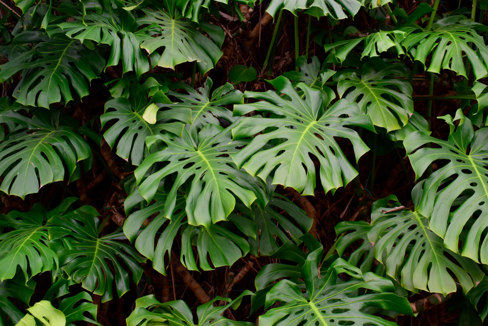 mature Monstera deliciosa leaves