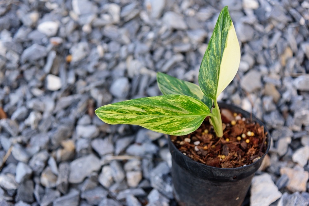 monstera standleyana aurea