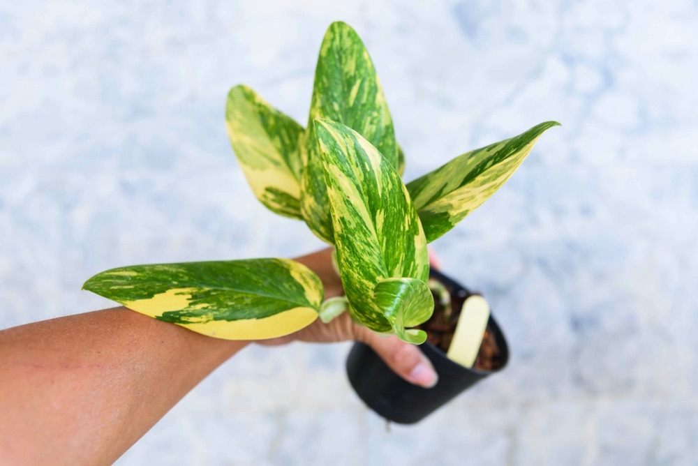 monstera standleyana aurea