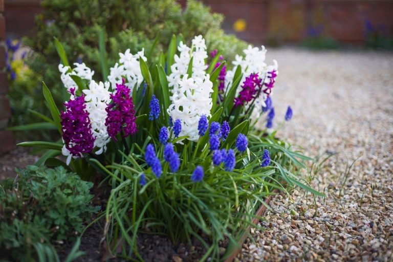 What Does Hyacinth Smell Like A Guide to its Distinctive Fragrance