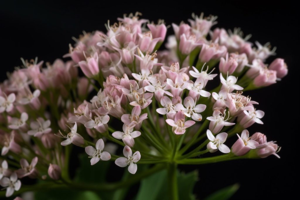Valerian Flower Meaning, Symbolism & Spiritual Significance Foliage Friend Learn About