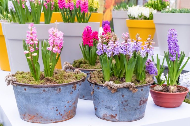 When to Plant Hyacinth Bulbs in Pots A Timely Guide for Gardeners
