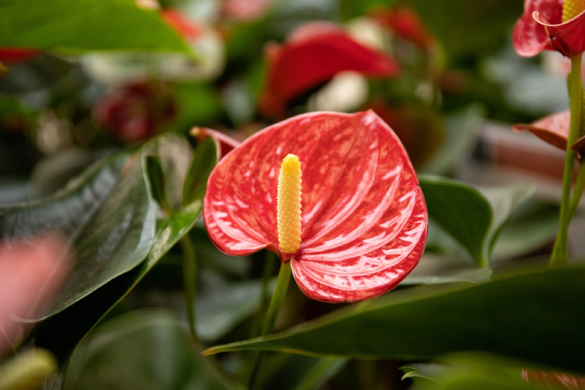 Anthurium