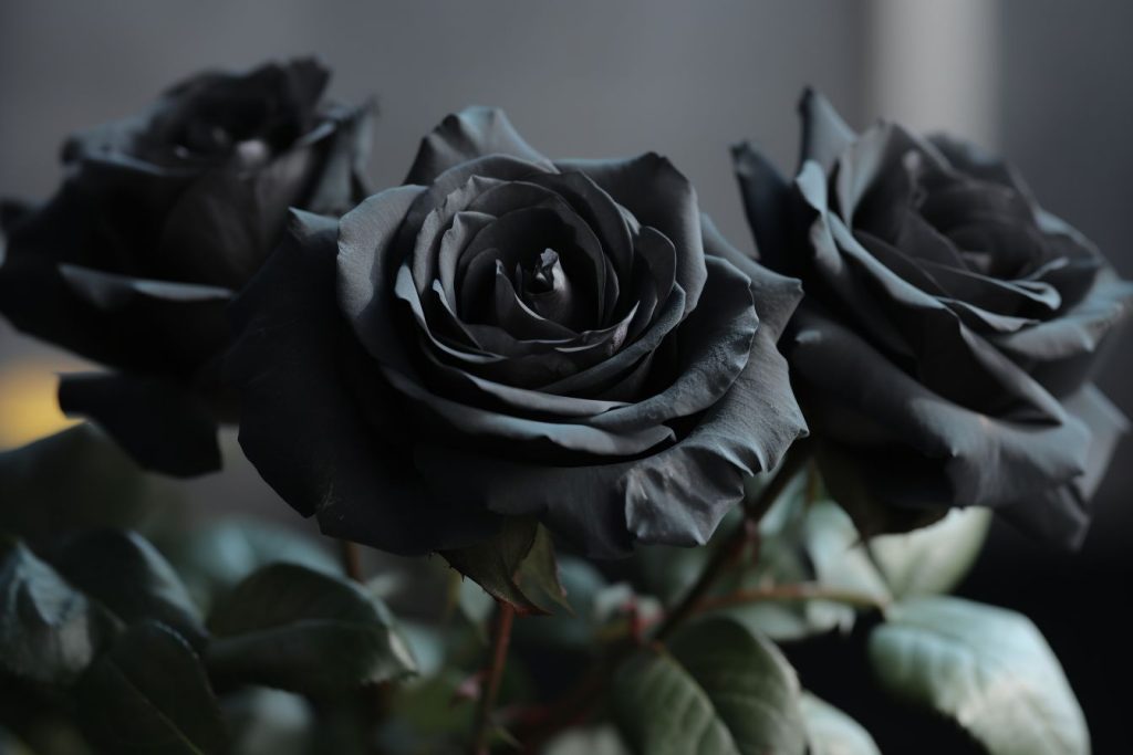 10 flowers that represent forsaken love heartbreak blooms foliage