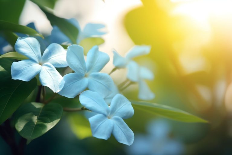 Blue Jasmine Flower Meaning, Symbolism & Spiritual Significance
