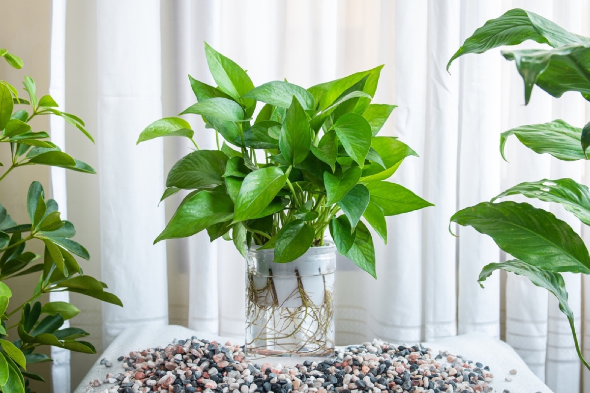 golden pothos in water