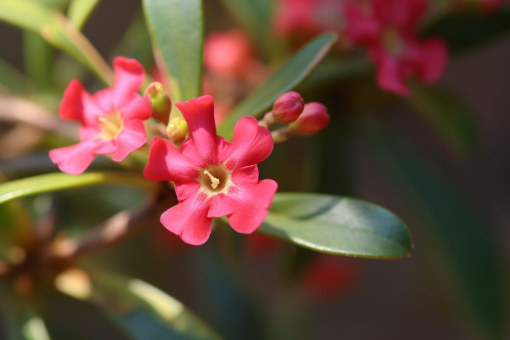 Crown Of Thorns Flower Meaning, Symbolism & Spiritual Significance