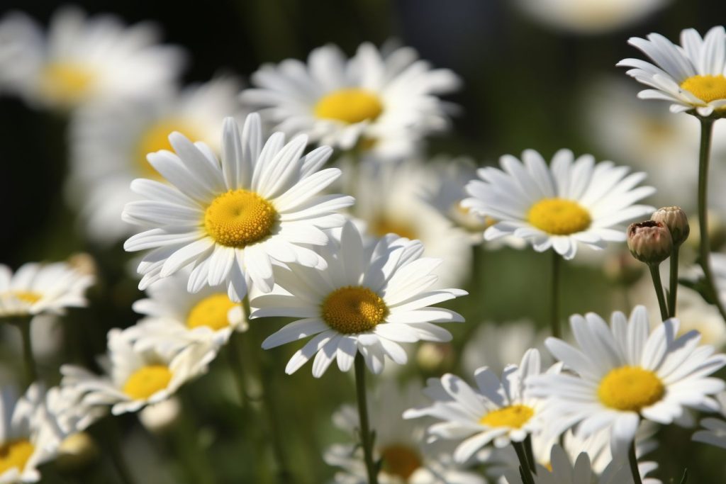 Deah Flower 10 Flowers That RepresentLife And Death: Cycle Of Blooms - Foliage ...
