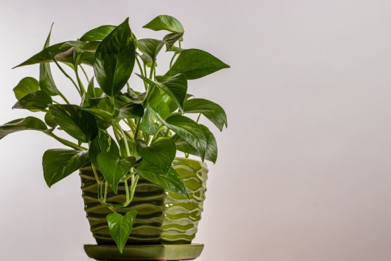 Where Do Pothos Grow in the Wild: Unraveling Their Natural Habitat ...