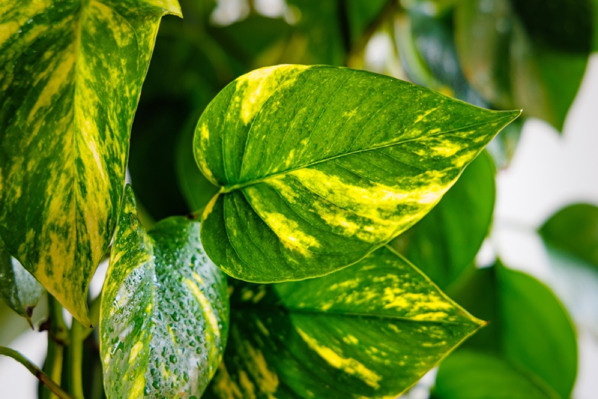 Epipremnum Aureum