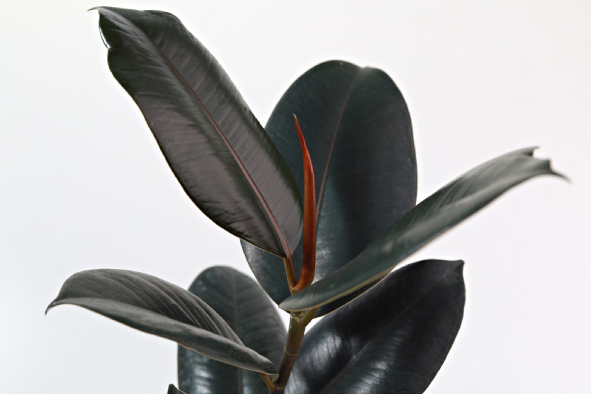 Ficus Elastica leaves close up