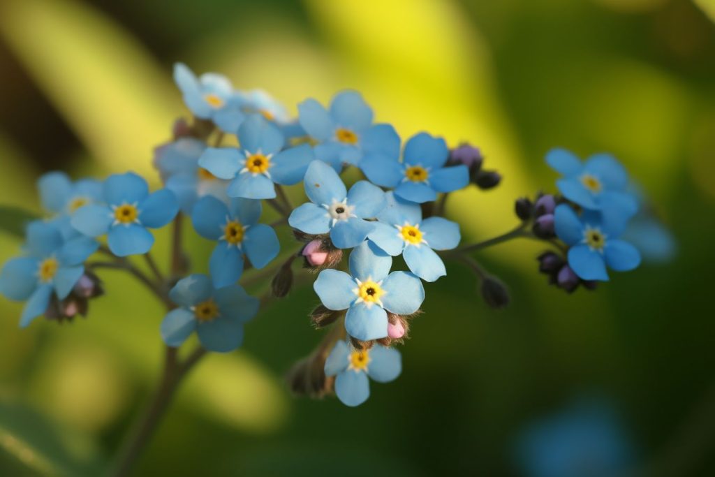 10 Flowers That Represent Remembrance Blooms Of Forever Foliage Friend Learn About