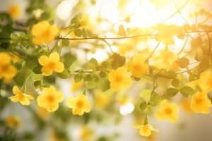Garland Flower Meaning, Symbolism & Spiritual Significance - Foliage