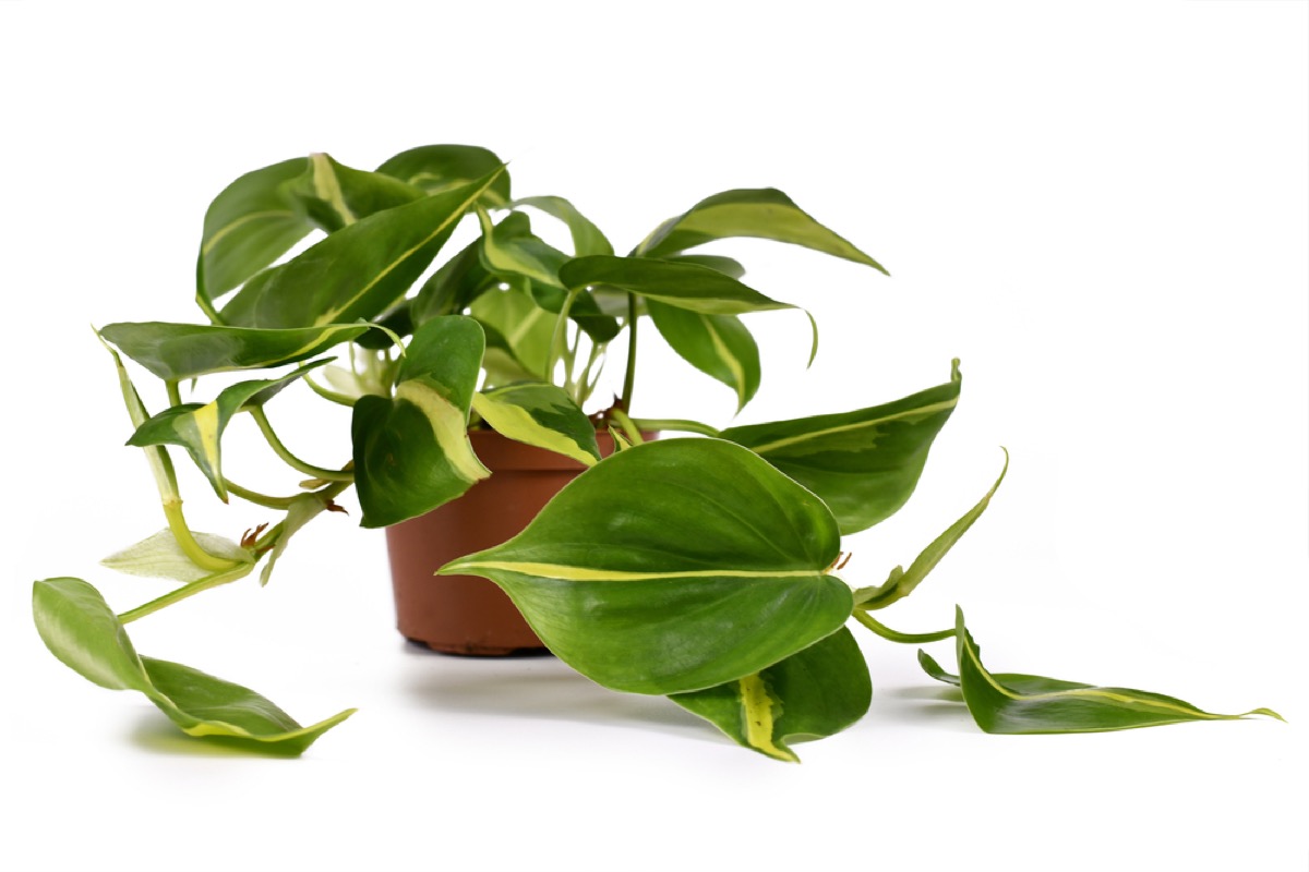 Heart Leaf Philodendron