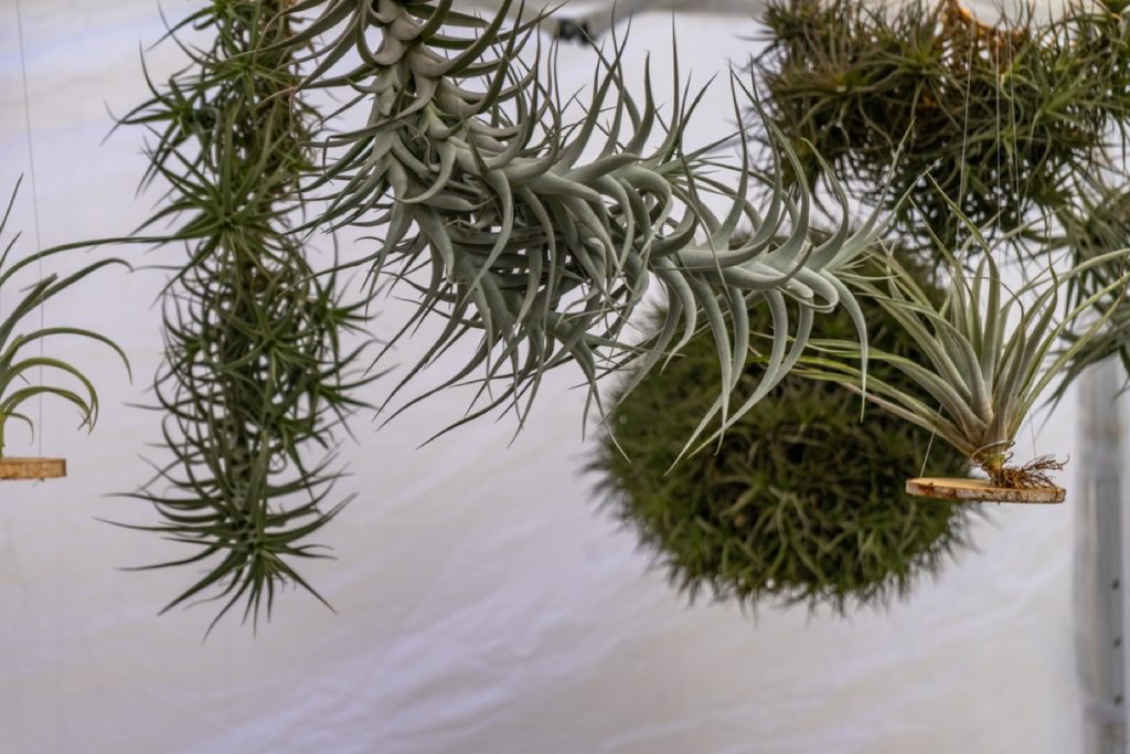 Is a Spider Plant an Air Plant? Uncovering the Truth - Foliage Friend ...