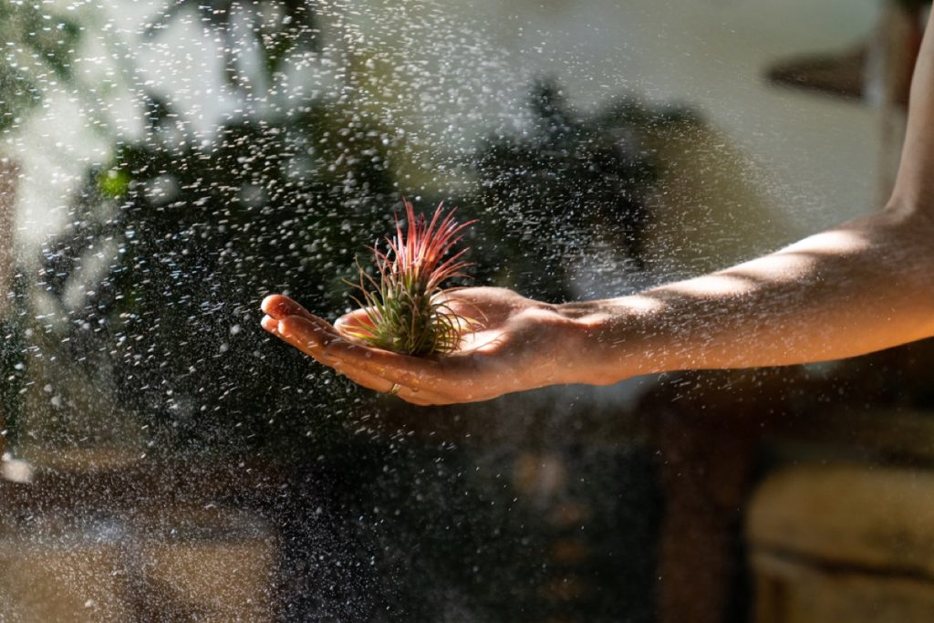 is-a-spider-plant-an-air-plant-uncovering-the-truth-foliage-friend