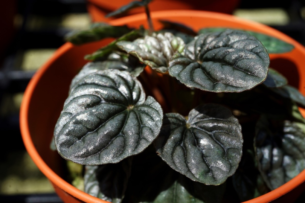 How to Care for Peperomia Caperata