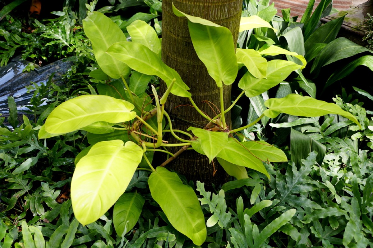 Lemon Lime Philodendron