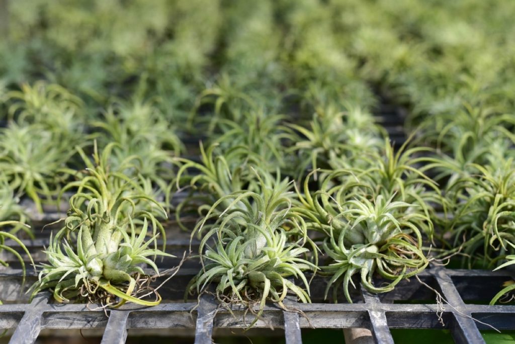 Is a Spider Plant an Air Plant? Uncovering the Truth - Foliage Friend ...