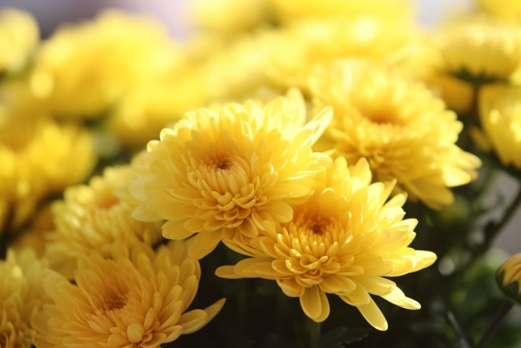 Mums Flower Meaning, Symbolism & Spiritual Significance Foliage