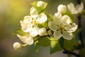 Pear Flower Meaning, Symbolism & Spiritual Significance - Foliage