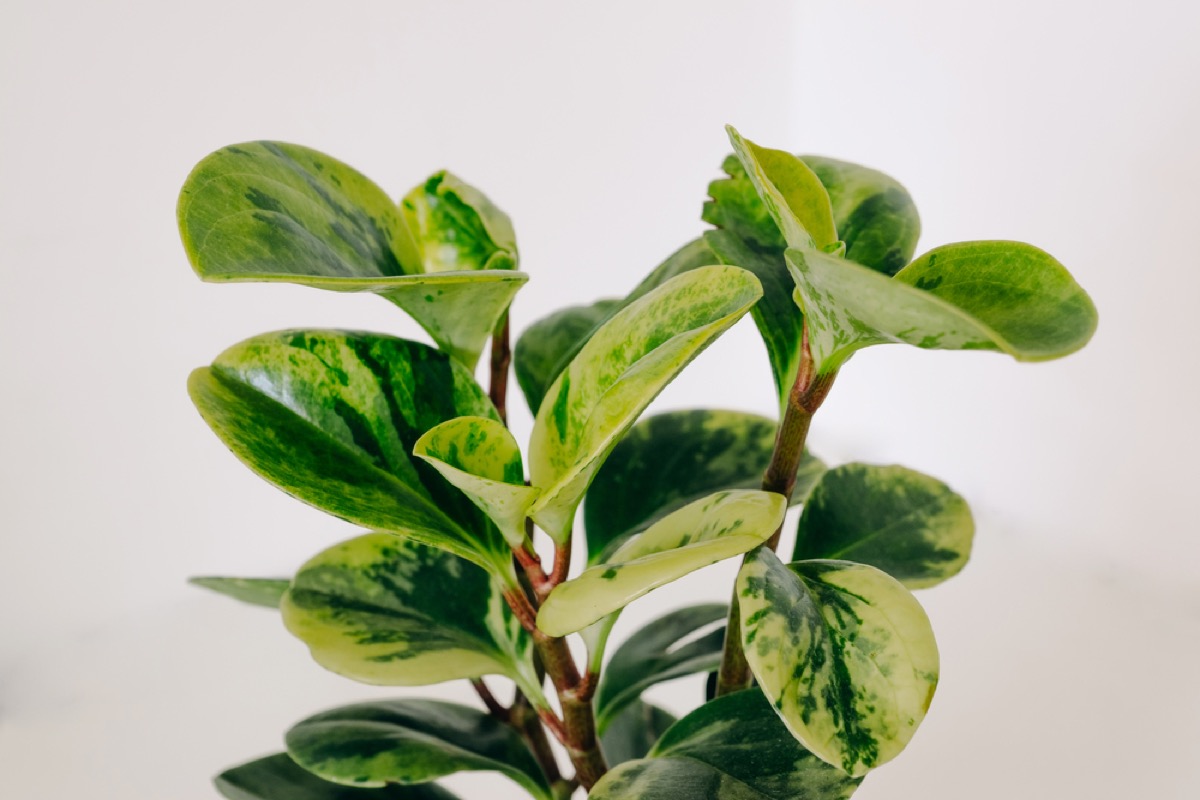 Peperomia Obtusifolia Light Requirements