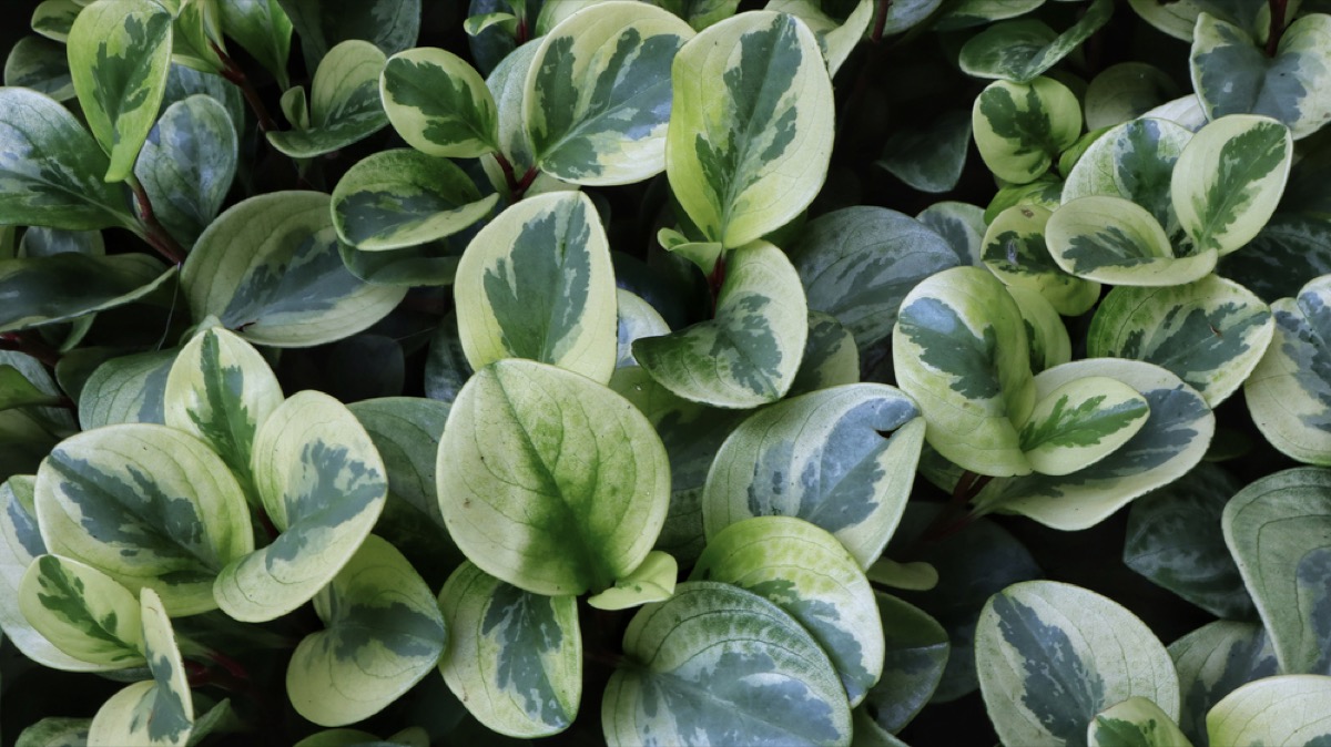 Peperomia Obtusifolia Variegated