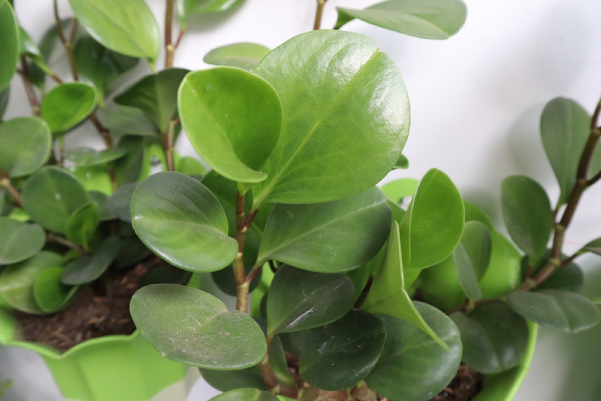 Peperomia Obtusifolia leaves