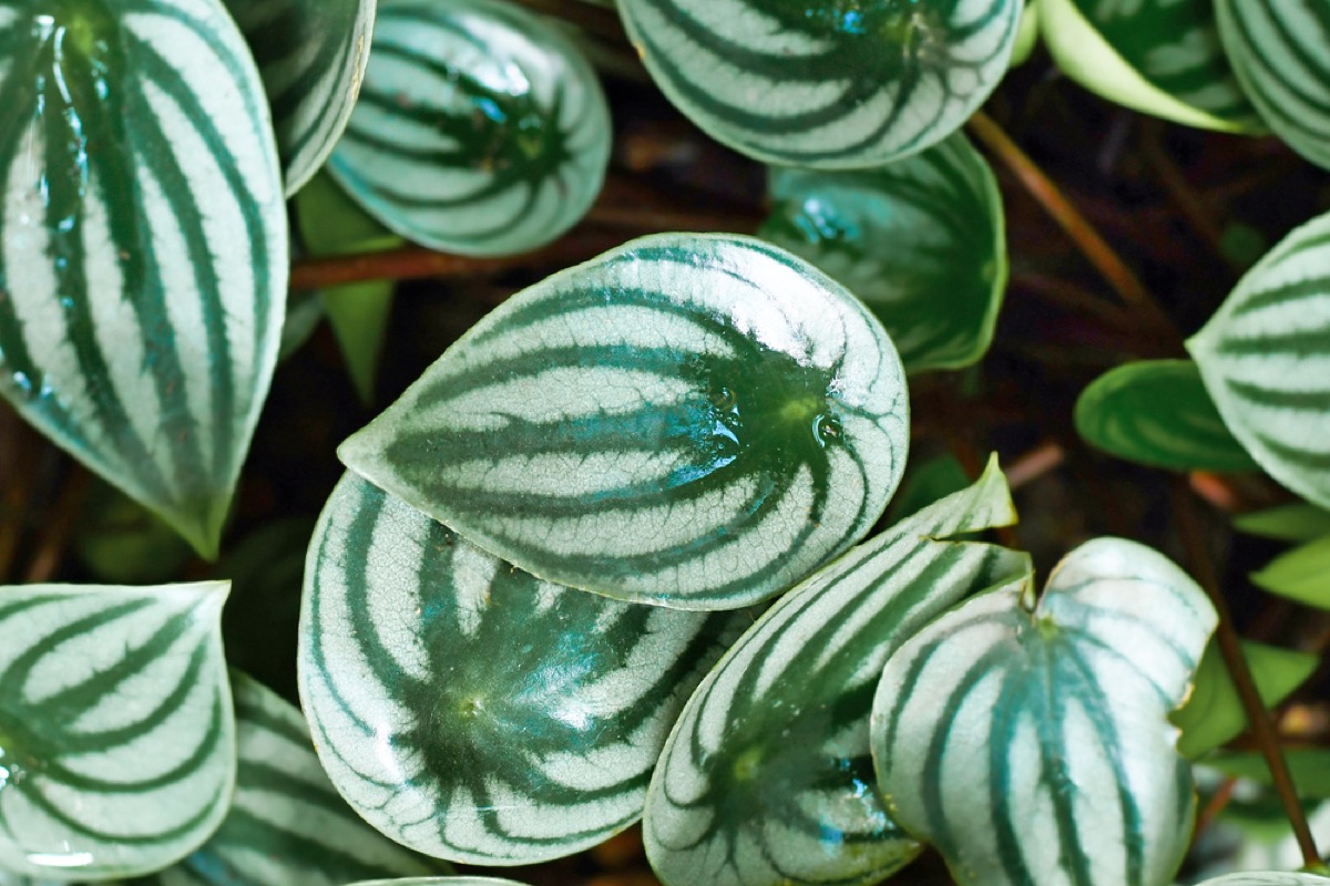 Peperomia Watermelon