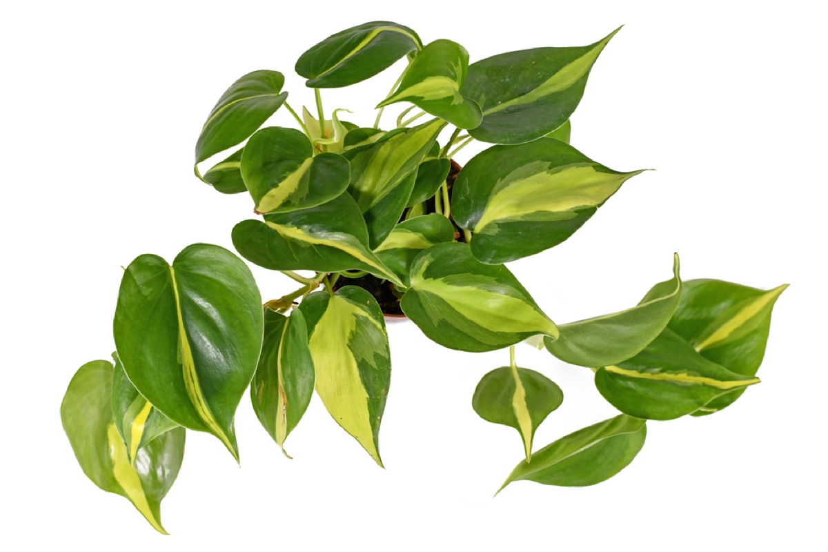 Philodendron Brasil 