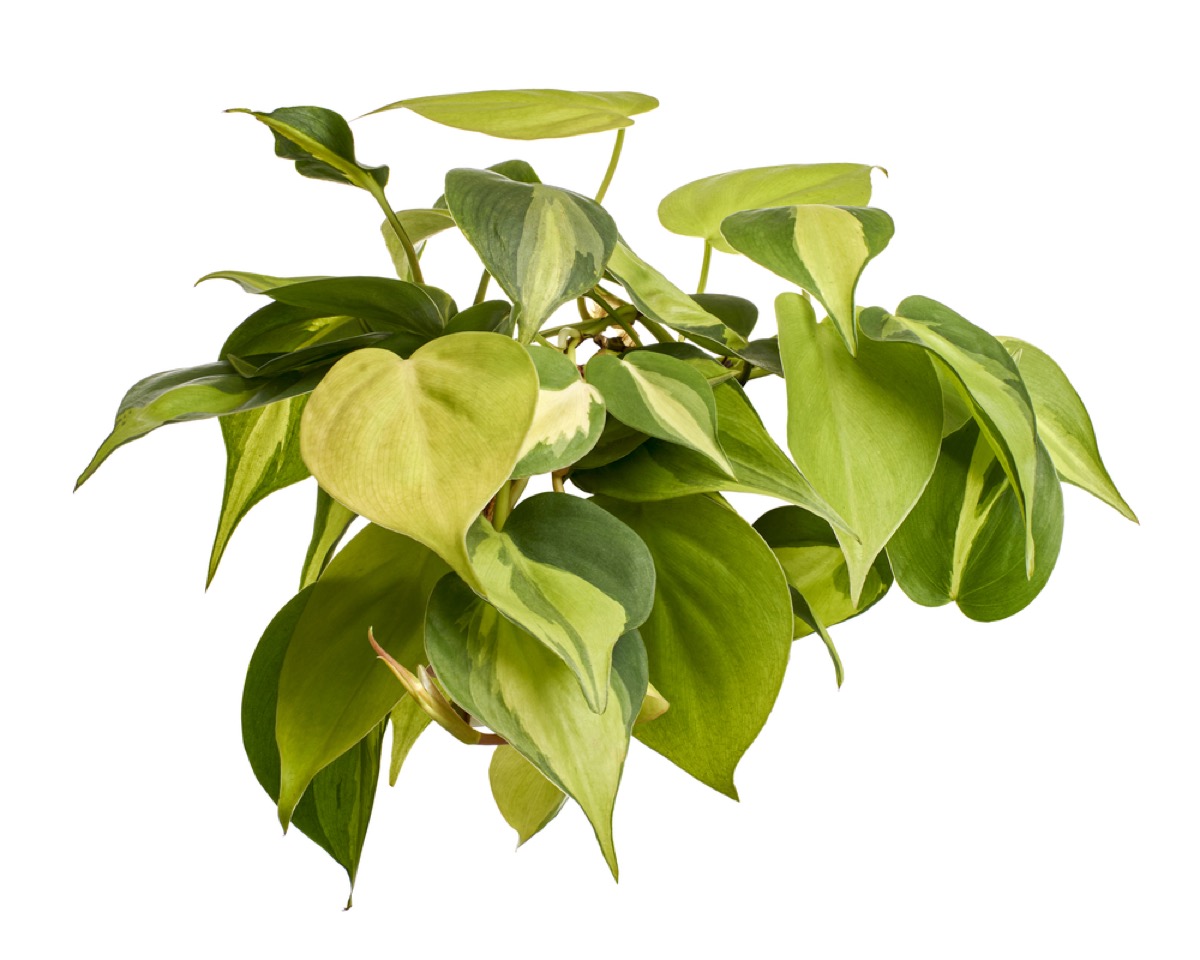 Philodendron Rio